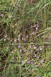 Pine barren ticktrefoil